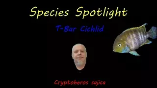 T Bar Cichlid | Species Spotlight