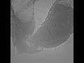 Tsetse fly mating behavior x-ray Glossina brevipalpis