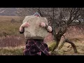 Download Lagu Strathmore of Durness Lifting Stone - 160kg , 353lbs - Scottish natural stone lifting and walking.