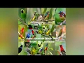 Download Lagu Suara pikat kompilasi semua jenis burung besar dan kecil suara burung ribut mp3 100% ampuh