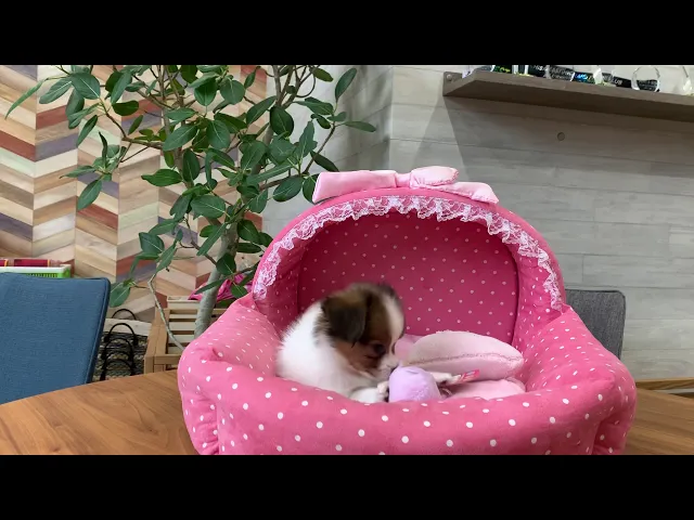 動画