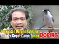Download Lagu TIPS JITU PERAWATAN BURUNG KUTILANG AGAR CEPAT GACOR || CARA MERAWAT KUTILANG AGAR CEPAT GACOR