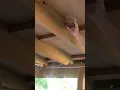 Download Lagu Using Gas to Take Out Wasps || ViralHog