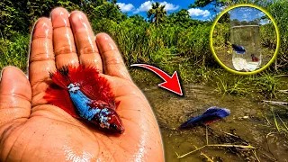 Encontré BETTAS DE LUJO en esta laguna… ¿Es posible?