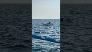 Somebody had a bad day on Lake Michigan!