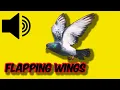 Download Lagu Bird Flapping Wings - Sound Effect. - Royalty Free. #fly #flap  #wing  #flapping #bird  #wings