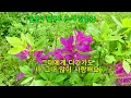 들꽃이 될게요  (노래 임영웅) 임영웅2집 감성발라드, 가사 자막   Wild flower