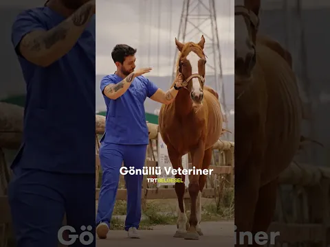 Yaralı Atın Tedavisi