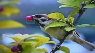 كتبتك أصالة نصري عزف أبو علاء دندنها