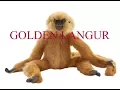 Golden langur in India Assam in the World Arpan Das English
