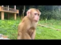 Download Lagu Looking at Monkey Kaka's innocent eyes, but in her heart she missed home and was in pain.
