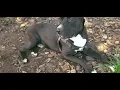 Labrador mix with pitbull