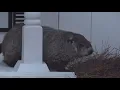 Georgia s groundhog predicts 6 more weeks of winter as crowd boos at Dauset Trails