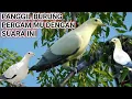 Download Lagu SUARA BURUNG PERGAM UNTUK PIKAT DAN BERBURU || Bird sound