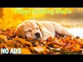 Download Lagu 12 uur ontspannende muziek voor honden🐕 Vermindert angst en creëert een rustige omgeving 🐕