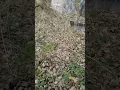 The jungle in Ithaca