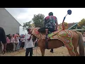 Atraksi Kuda Renggong Medal Wangi hampir jatuh 