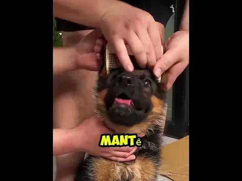 Porque é que este cachorro  usou suportes nas orelhas? #youtubeshorts #youtubeshorts