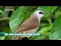 Download Lagu Mp3 Suara Burung Trucukan Gacor Ngerol Durasi Panjang