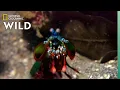 Download Lagu Mantis Shrimp Packs a Punch | Predator in Paradise