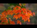 Fall color guy announces peak color schedule for Boone surrounding areas