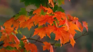 Fall color guy announces peak color schedule for Boone surrounding areas