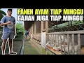 Download Lagu PASTI PINGIN‼️TERNAK AYAM GAJIAN TIAP MINGGU💯