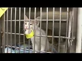 City of Amarillo s animal shelter over capacity cat and kitten adoptions 5