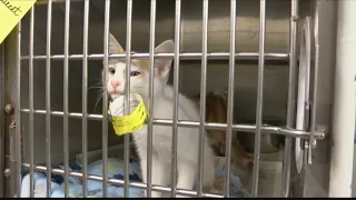 City of Amarillo s animal shelter over capacity cat and kitten adoptions 5