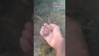 صيد أسماك المياه العذبة الصغيرة  صيد أسماك المياه العذبة الصغيرة