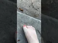 Download Lagu Crush an ant with my barefoot 🥺 #bugcrush #crishbug #crush #barefoot