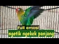 Download Lagu lovebird ngekek panjang, pancingan Lovebird ngetik ngekek mantap