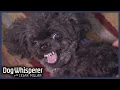 Most Aggressive Teacup Poodle Attacks Its Owners Dog Whisperer With Cesar Millan