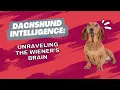 Dachshund Intelligence Unraveling the Wiener s Brain