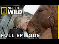 Pregnant Goats and Piglet Hernias Full Episode Dr Oakley Yukon Vet