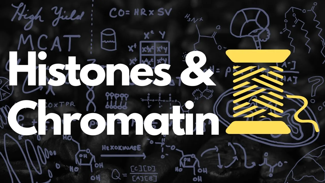Histones, Nucleosomes, Chromatin, Euchromatin, and Heterochromatin | MCAT
