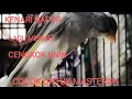 Download Lagu Kenari Gacor Cengkok Mewah | Lagu Unik | Cocok Untuk Masteran | Spanish Timbrado