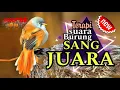 Download Lagu FULL MATERI!! Kompilasi MASTERAN PALING AMPUH MUDAH DITIRU PASS UNTUK BURUNG EMOSI‼️