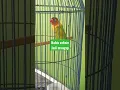 Download Lagu Lovebird setelah di suntik jadi mangap #shorts
