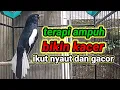 Lagu suara burung kacer ngeplong merdu sangat ampuh buat pancingan kacer bahan bikin cepat gacor