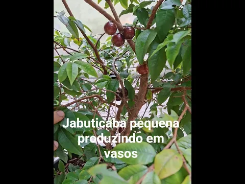 #jabuticaba #plantas #horta #adubo