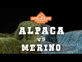Alpaca Vs Merino Clothing - What s Better For The Outdoors