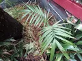 Tropical looking Palm that is Cold tolerant