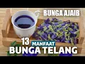 Download Lagu 13 Manfaat Luar Biasa BungaTelang Untuk Kesehatan | Bisa Mencegah Kanker | Urban Farming