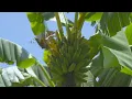 Fruit Hunting in Homestead FL