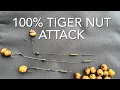 Download Lagu Carp fishing. Tiger nuts. HDAA.
