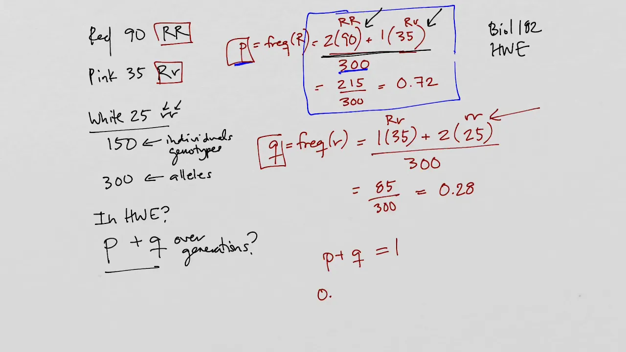Hardy-Weinberg Equilibrium Problem | Allele & Genotype Frequencies