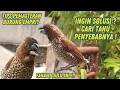 Download Lagu Pembahasan Yang Menarik Seputar Ternak dan Cara Perawatan Burung Emprit