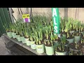 Join me for early spring plant shopping at Menards Lisatthatsme