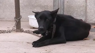 2 Hours of Heartwarming Animal Rescues 4K Documentary